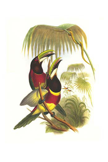 « red cou or double colliered aracari » par john gould, impression, H 66 po x l 44 po x P 1,5 po