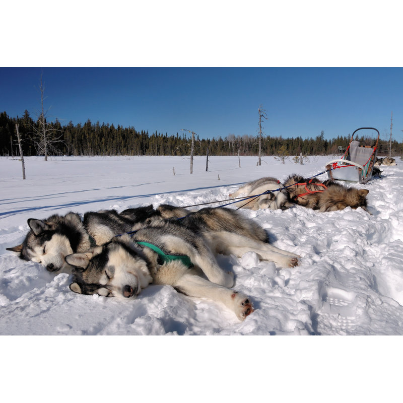 «Alaskan Malamutes Sleeping» par Vfred - photographie sur toile tendue, H 24 po x l 36 po