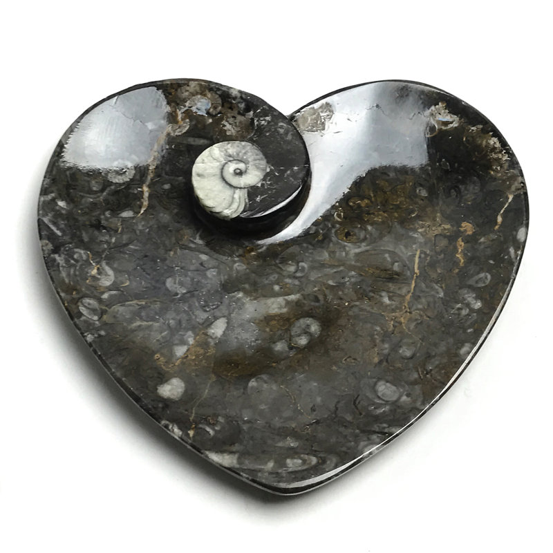 Genuine Polished Goniatite Fossil Heart Decorative Plate (Small)