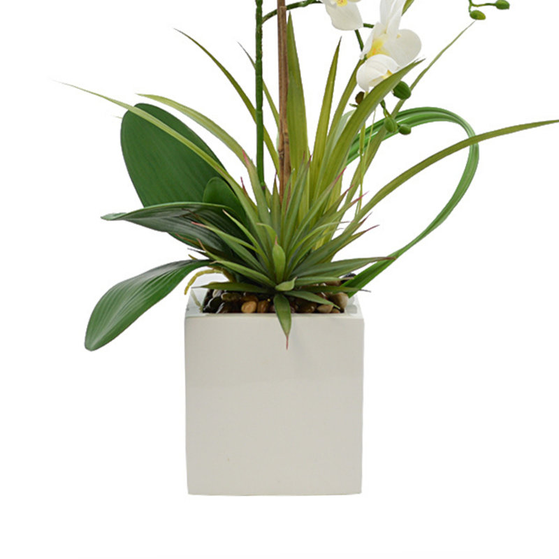 Orchid In White Vase