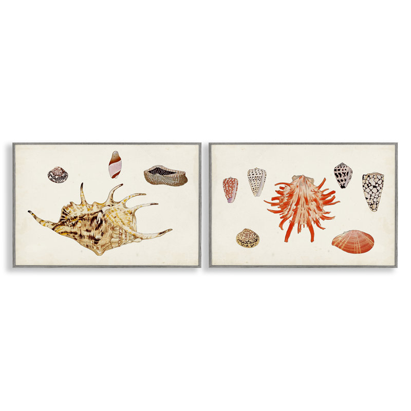 Ensemble de 2 giclées Antique Shell Anthology par Vision Studio, Estampe numérique Farmhouse, H 16 po x l 24 po