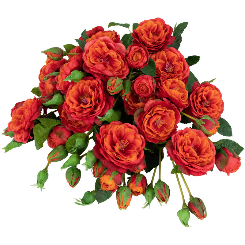 Jets de roses, Orange