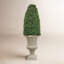 BOXWOOD BULLET IN A URN