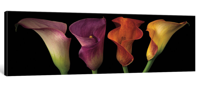 Jewel Calla Lilies par Assaf Frank - Impression sur toile tendue sur châssis, H 16 po x l 48 po x P 1,5 po