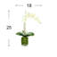 Phalaenopsis In Glass Vase With Moss