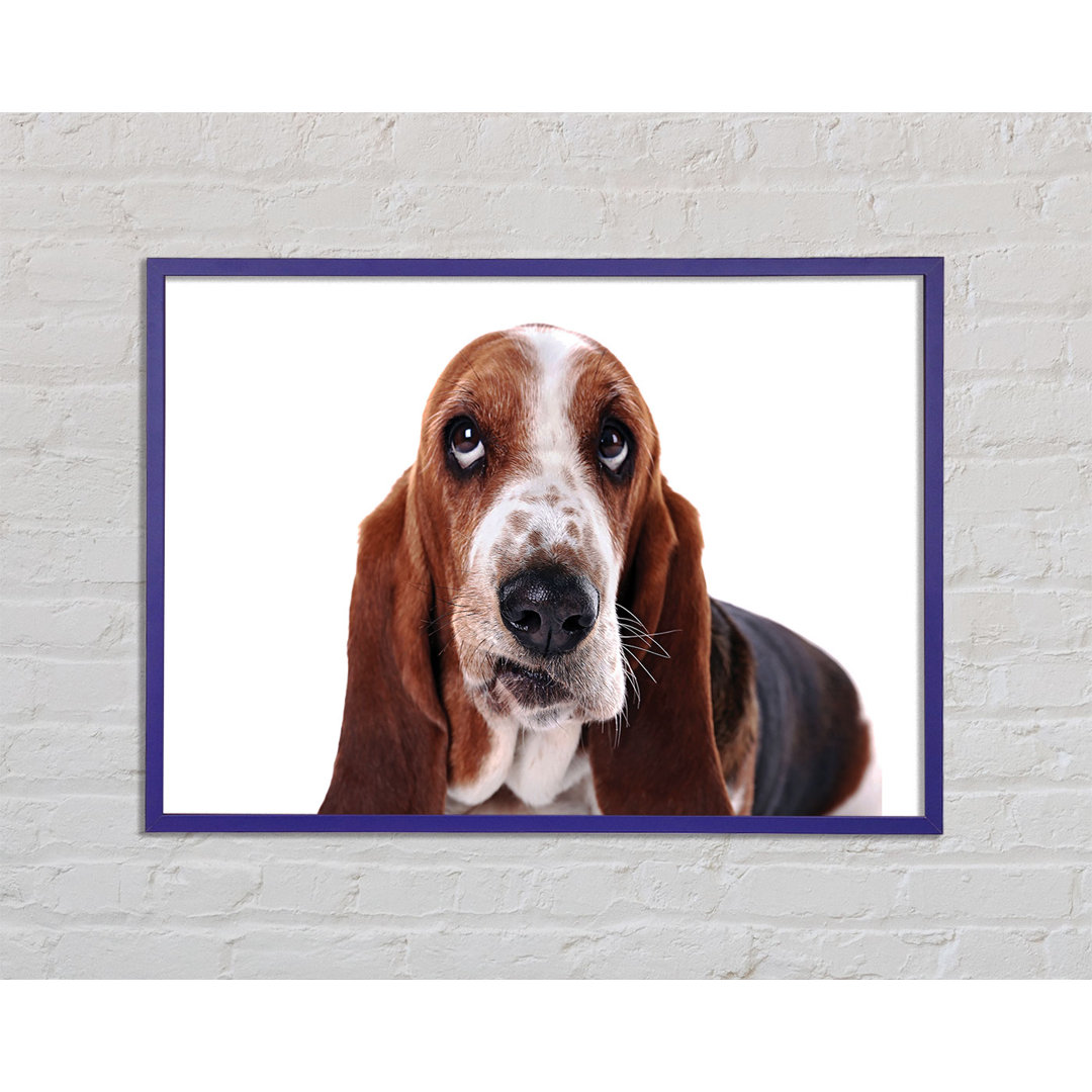 Basset Hound Look - Einzelner Bilderrahmen Kunstdrucke