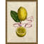 Lemons And Ribbons 1 Giclee Print