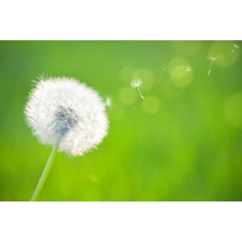 Spring dandelion 1 Piece Wrapped Canvas Wall Art, 30cm H x 46cm W