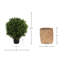 Seville Faux Boxwood Topiary in Cement/Bamboo Planter