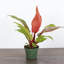 Live Prince of Orange Philodendron Plant