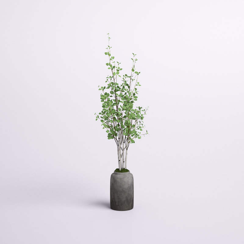 72'' Birch Tree in Terracotta Pot
