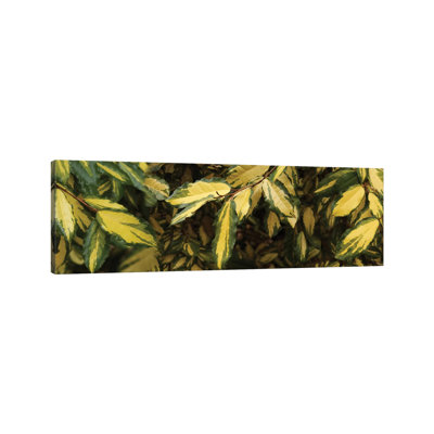Close-Up Of Euonymus Leaves by Panoramic Images - Panoramic Gallery-Wrapped Canvas Giclée on Canvas