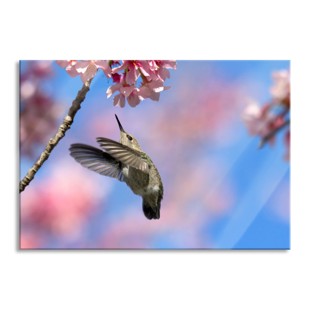 Ungerahmtes Foto auf Glas "Hummingbird on Cherry Blossoms"