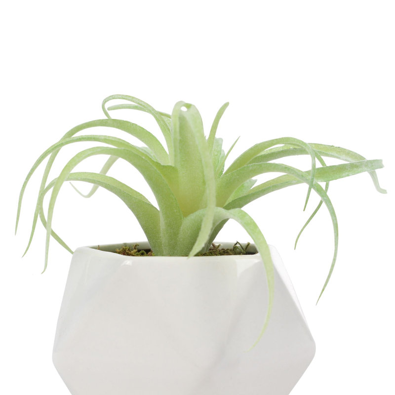 2.75" Artificial Tillandsia Succulent in Planter