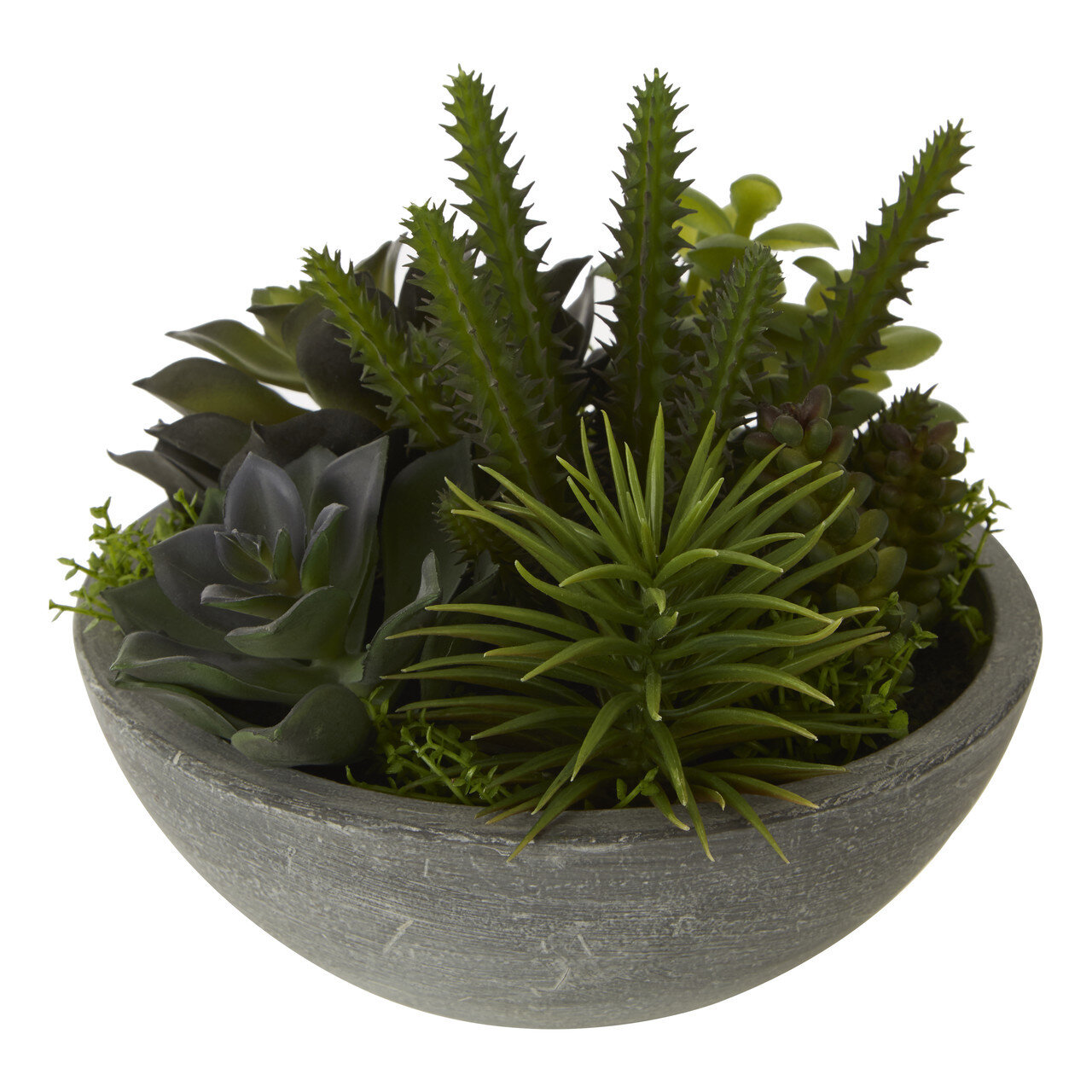 Succulent Plant in Pot Williston Forge