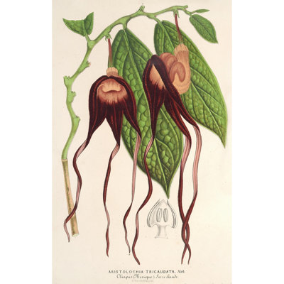 Aristolochia tricaudata (1854-1896)