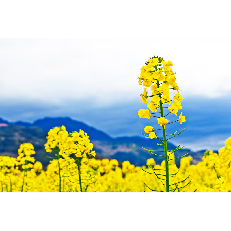 Canola Flowers - Wrapped Canvas Print, 81cm H x 122cm W x 3.8cm D