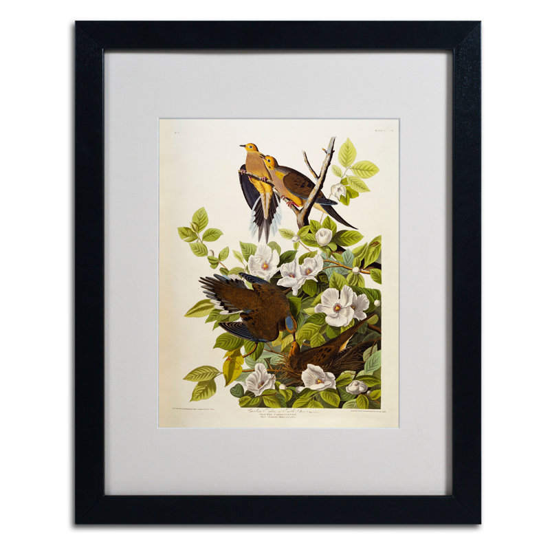 «Carolina Turtledove» par John Audubon - reproduction d'art sur toile, H 14 po x l 11 po x P 0,5 po, Noir
