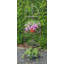 Carrow 157cm H x 47cm W Corner Bookcase-38819083