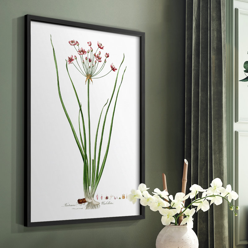 Rose Botanical II, reproduction encadrée - bois massif, Noir, H 28 po x l 22 po