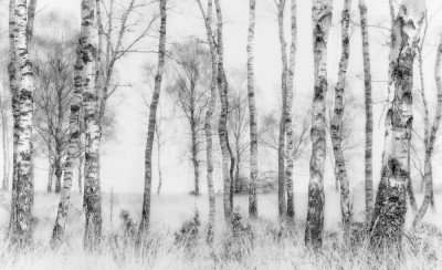 Wrapped Canvas Print, 81.28 cm H x 121.92 cm W