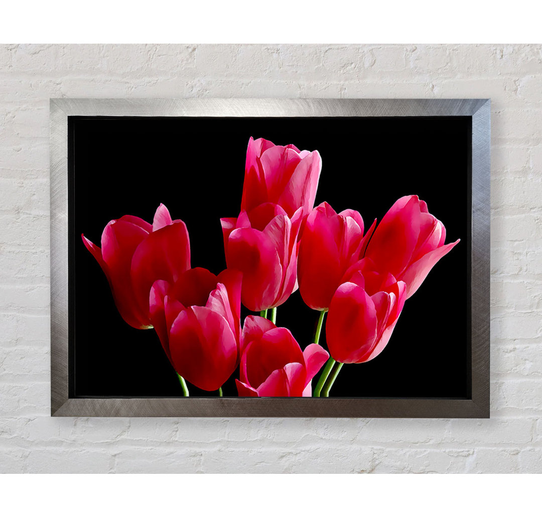 Blume Cerise Tulpen - Druck