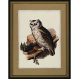 Antique Owl II Print