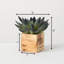 Plante grasse artificielle en pot 2 po