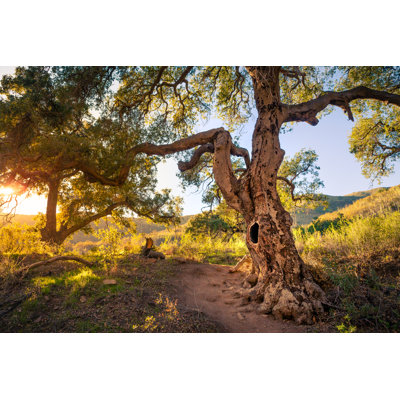 Coast Live Oak Tree by Garykavanagh - Wrapped Canvas Photograph