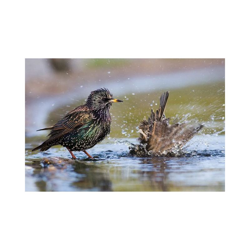 Bathing Starlings by Mateusz Piesiak - Wrapped Canvas Print, 20.32 cm H x 30.48 cm W