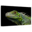 Tête d'iguane verte