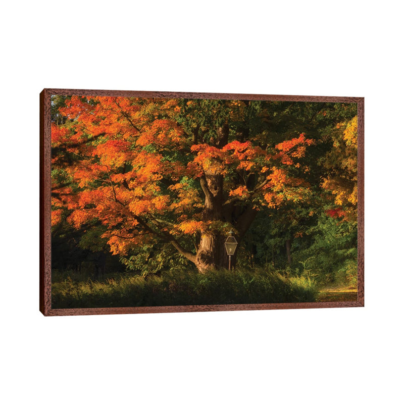 Old Oak by David Gardiner - Gallery-Wrapped Canvas Giclée on Canvas, Classic Wood Framed, 66.04 cm H x 45.72 cm W