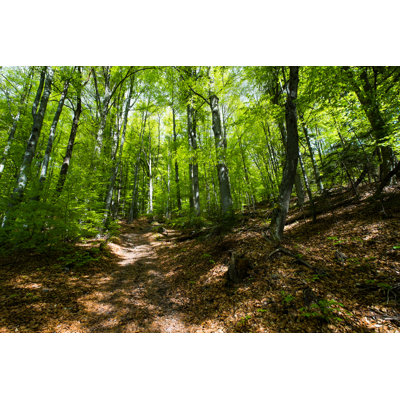 Forest by Elisalocci - Wrapped Canvas Print
