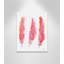 Plumes juvéniles, art sur toile-47479045