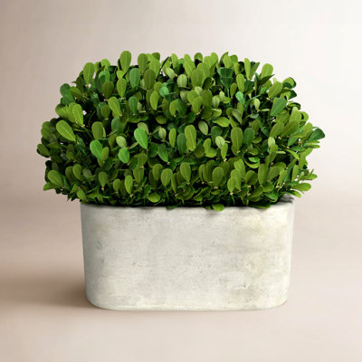 Alby 9" Boxwood Topiary in Pot