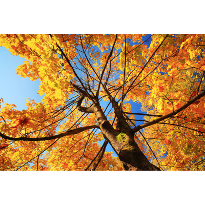 Autumn Tree 1 Piece Wrapped Canvas Wall Art