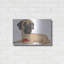 «Mastiff Red Ball» par Danny Gordon-291262797