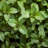 4 in. Herb Chocolate Mint (3-Pack)