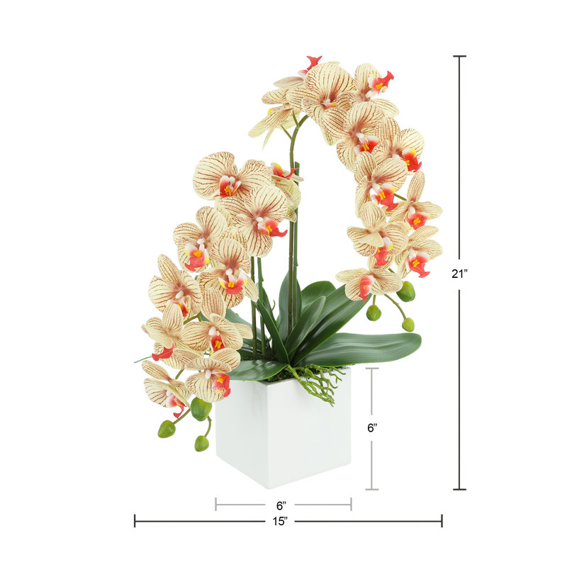 Orchid Arrangement in Square Fiberstone Pot, Brown/Beige/Orange