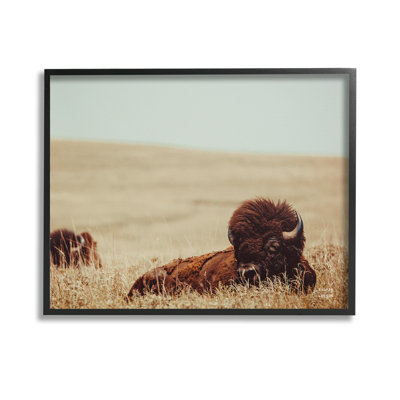 Bison se détendant dans le champ de la giclée