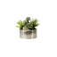 Succulents Arrangement in Silver Etched Bowl