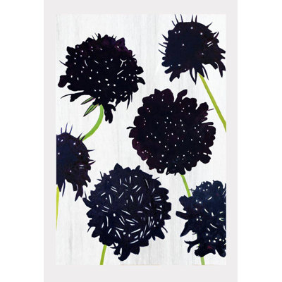 Black Scabiosa On Snow Print
