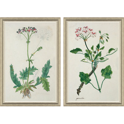 The Gordon African " The Gordon African Collection: Plants, Robert Jacob Gordon, 1777-1786 " 2 Piece Art