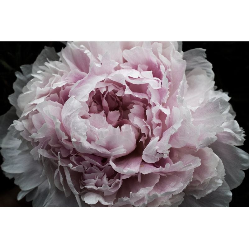 Pink Peony Passion I by Irena Orlov - Wrapped Canvas Print, 61cm H x 91cm W
