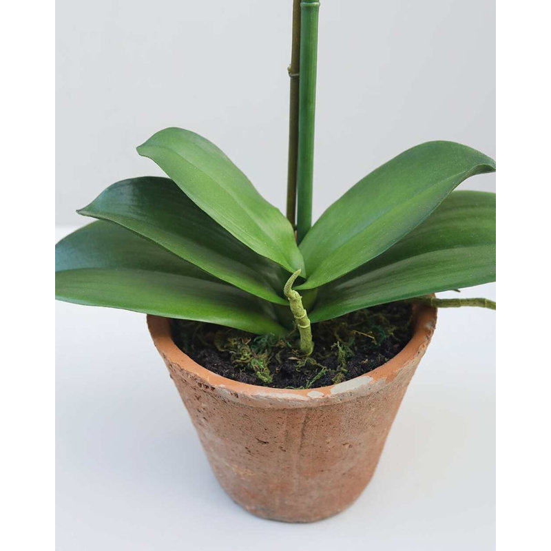 Faux Orchid in Terracotta Pot 19"