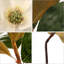 Sprays Santana Magnolia
