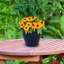 Pot à fleurs extérieur rond en céramique Ailynn-215457968-215457970