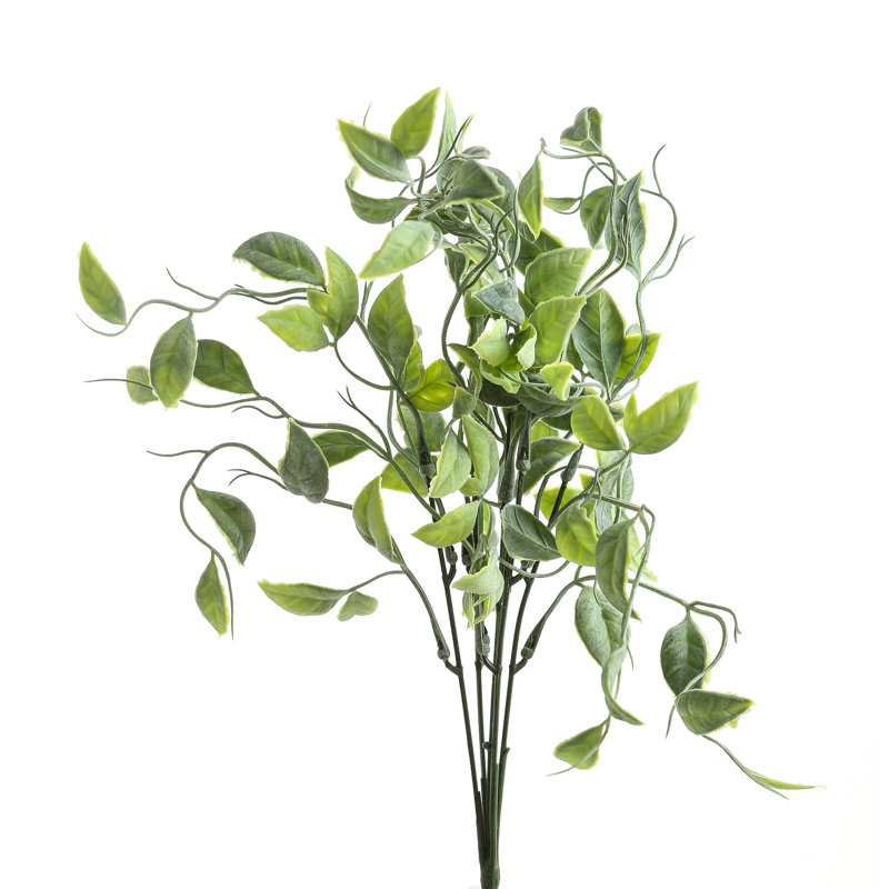 Anastasija Arrangement
