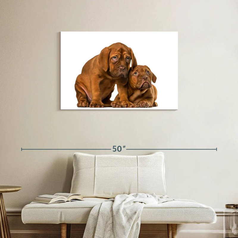 Chiots mastiff français