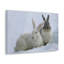 «Snow Hare Couple», art mural animaux-182939202